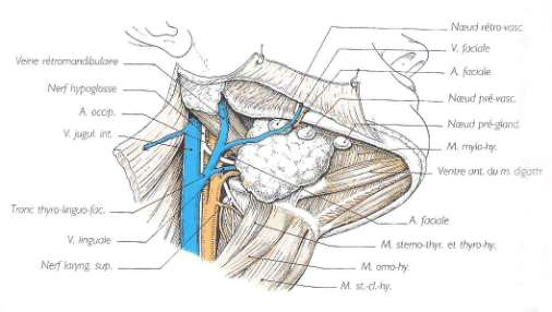schéma d'une glande sous-maxillaire